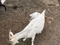Cabras (lote, sexo no especificado), Cabras — foto 5