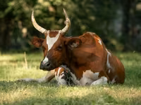 Cow, Simmental cattle — photo 1