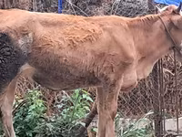 Taureau, Simmental cattle — photo 5