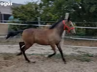 Mare, Lipizzaner — photo 2