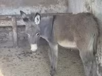 Caballo, Caballos — foto 1