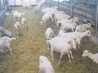 Chèvre, Saanen goat — photo 5