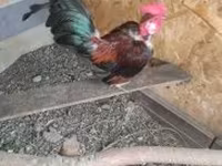 Chickens — Foto 4