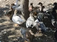 Ducks — Foto 4