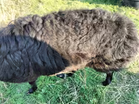 Ram, Tian-Shan semifinewool sheep — photo 1