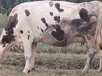 गाय, Russian Black pied cattle — फ़ोटो 3