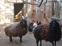 भेड़, Karabakh sheep — फ़ोटो 5