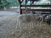 Oveja, Lacaune sheep — foto 7