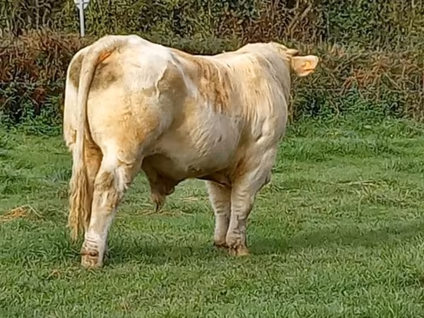 Taureau, Charolais cattle — France