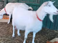 बकरी, Pomellata goat — फ़ोटो 1