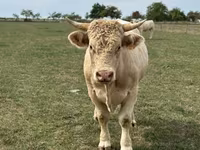 Taureau, Charolais cattle — photo 4