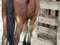 Cavalo, Vladimir heavy draft — foto 4