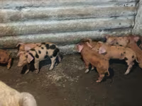 Schweine (Partie, Geschlecht nicht angegeben), Дюрок — Foto 7