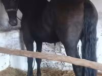 Hengst, Friesian — Foto 2