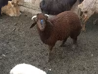 Ovejas (lote, sexo no especificado), Red Karaman sheep — foto 1