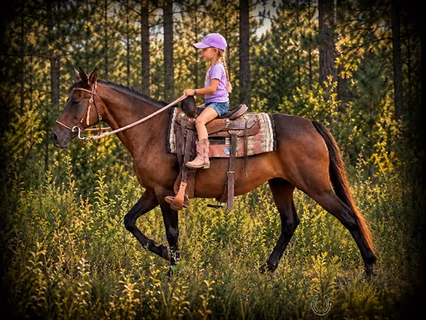 Jument, Quarter Horse