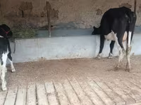 Krava, Latvian Blue cattle — foto 6