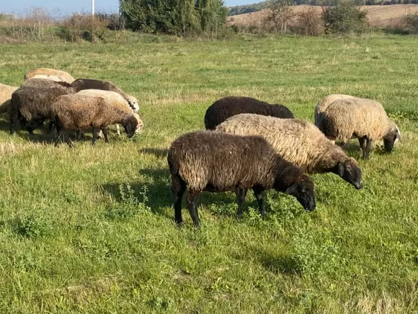 Sheep, Sheep