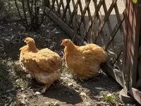 Pekin Bantam — foto 3