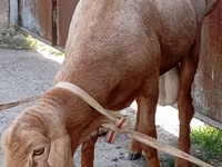 Bélier, Ordabasy sheep — photo 2