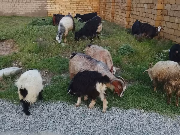 Beran, Daglıс sheep