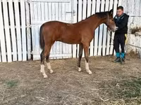 Kůň, Dutch warmblood horse — foto 5