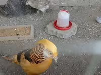 गोल्डन इटालियन — फ़ोटो 2