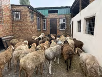 كبش, Rhon sheep — الصورة 2