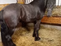 Hengst, Friesian — Foto 2