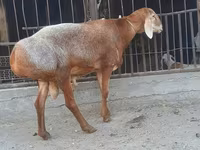 Beran, Saryarka sheep — foto 3