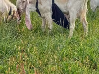 تيس, Gulabi goats — الصورة 1