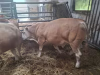 Bulle, Blonde d’Aquitane cattle — Foto 2