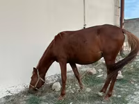 Horse (M), Karabakh horse — photo 5