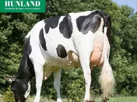 Vache, Race Holstein — photo 5