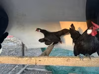 Chickens — Foto 1
