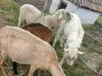 Widder, Merino sheep — Foto 2