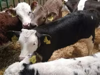 Taureau, Vache limousine — photo 1