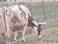 गाय, Russian Black pied cattle — फ़ोटो 8