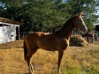 Klisna, Dutch warmblood horse — foto 5