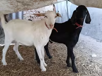 बकरा, Nubian Goat — फ़ोटो 6
