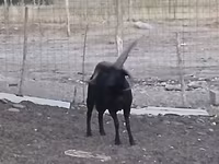 Кочкор, Шетланд койу — сүрөт 5