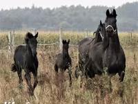 Koń, Dutch warmblood horse — zdjęcie 6