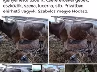 गाय, Simmental cattle — फ़ोटो 1
