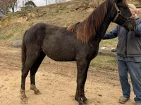 Cheval, Black Sea breed — photo 4