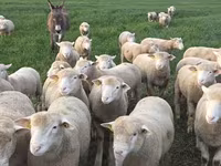 Widder, Ile-de-France sheep — Foto 6