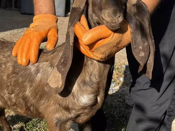 Dişi keçi, Kamori goats