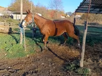 Stute, Shagya — Foto 4
