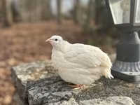 इंग्लिश व्हाइट — फ़ोटो 1