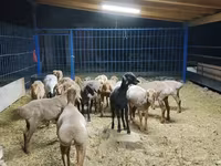 Schaf, Katum sheep — Foto 1