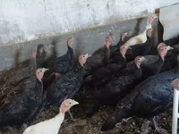 Turkeys — photo 1